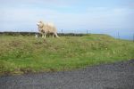 PICTURES/Heimaey Island Critters/t_DSC01172.JPG